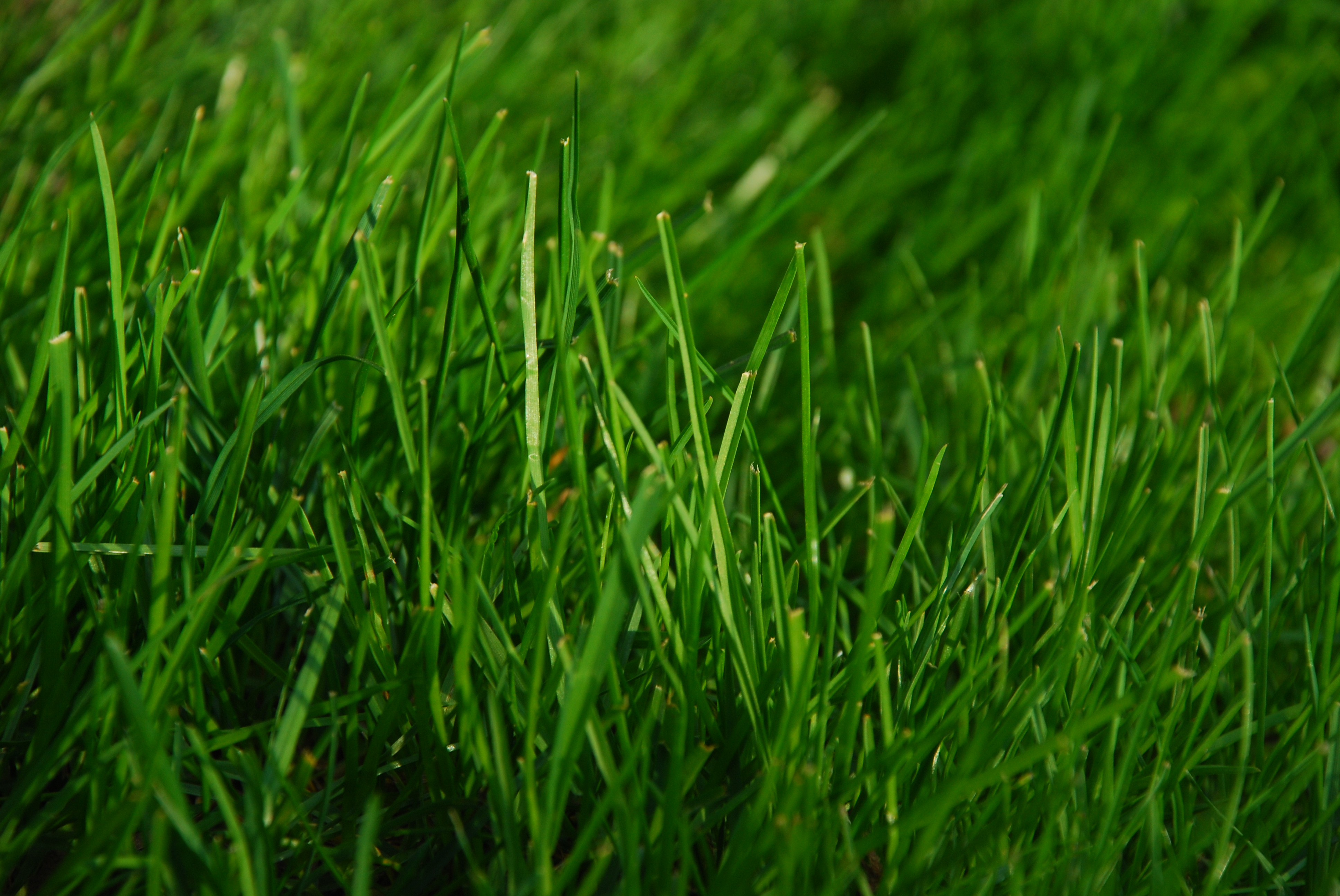 grass